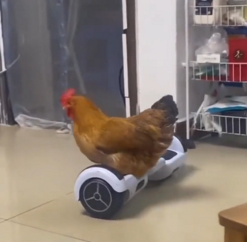 Uma galinha com nome de Margarida, surpreendeu as redes sociais ao andar com perfeição em um skate elétrico 