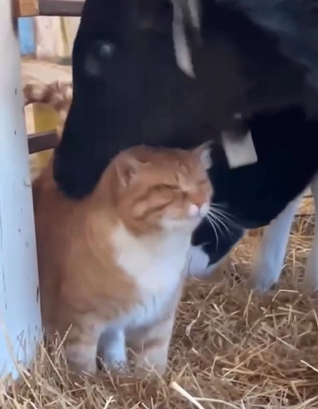 Felino é flagrado sendo 'bajulado' por vacas afetuosas - Foto: Gato Catapora/Reprodução/ND