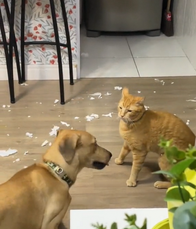 Gato e cachorro, uma dupla apocalíptica ataca na sala de residência - Foto: Priscila Mendes/Reprodução/ND