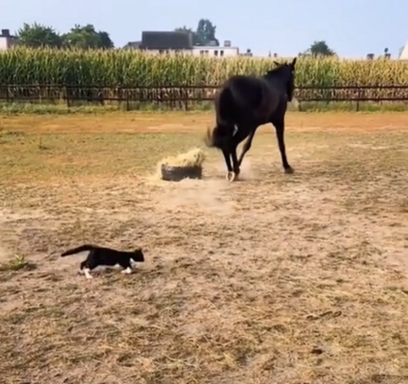 Gato assusta cavalo em um vingança épica - Foto: Pecuária Brasil/Reprodução/ND