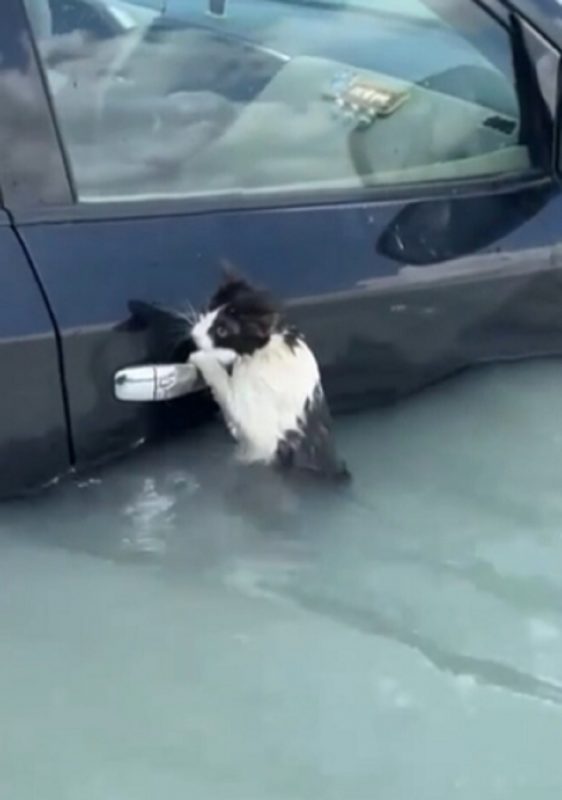 Gato agarrado em maçaneta de porta de carro durante enchente