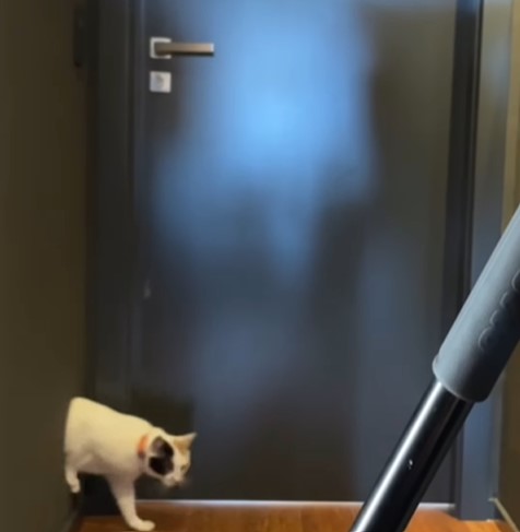 Gato saindo de uma das in&uacute;meras passagens feitas no projeto – Foto: Reprodu&ccedil;&atilde;o/Instagram/ND