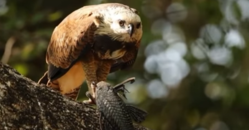 Conheça o gavião-belo. 