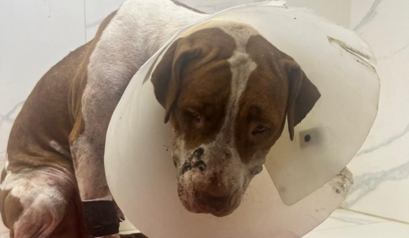 Cachorra estava entre os pitbulls que atacaram homem e depois foram baleados por moradores