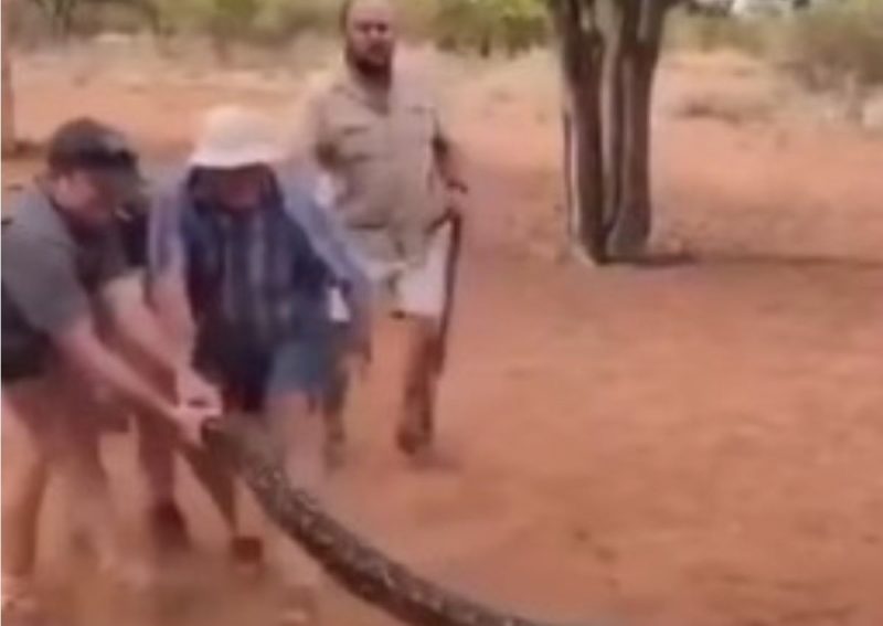 Luta de homens contra cobra gigante