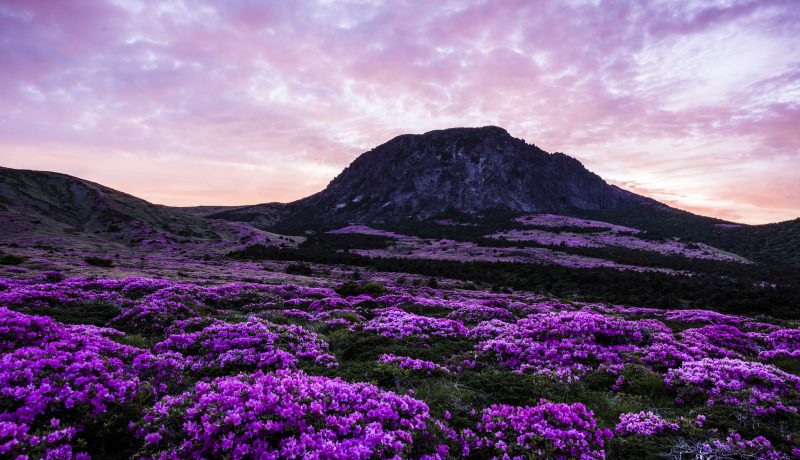 Campo com flores roxas e montanha na Iha de Jeju, localizada na Coreia do Sul