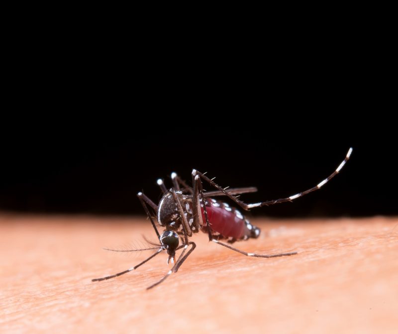 Blumenau confirma mais de 8 mil casos confirmados de Dengue