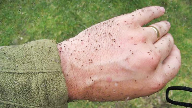 A mão de uma pessoa coberta de vários maruins, mosquitos que transmitem febre 