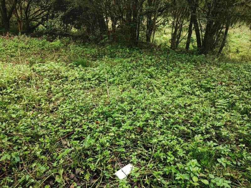 Corpo estava em uma &aacute;rea de mata – Foto: Pol&iacute;cia Militar/Divulga&ccedil;&atilde;o/ND