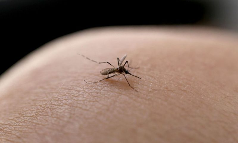 Foto aproximada de mosquito que transmite a dengue em cima da pele humana