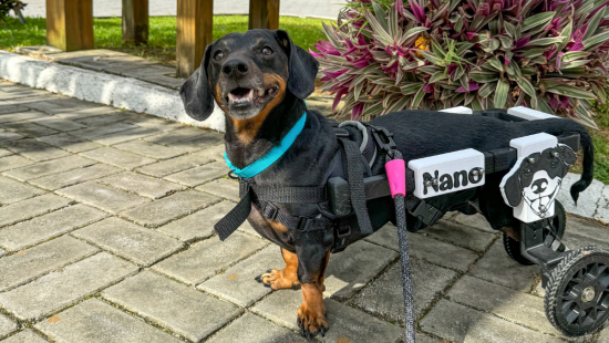 ‘Cão salsicha’ paraplégico usa cadeira de rodas tecnológica e leva rotina de atleta em SC