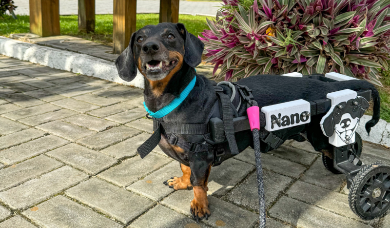 Cão salsicha sorrindo para foto usando cadeira de rodas adaptada