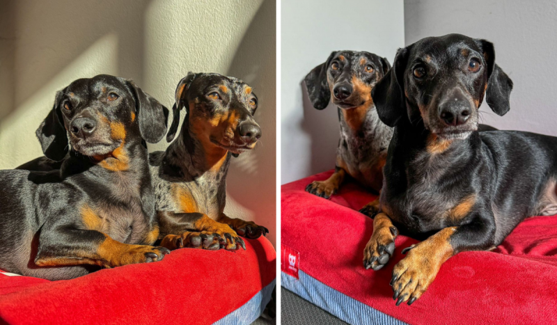 A imagem mostra dois cachorros da raça daschund ou salsicha sentados em uma almofada vermelha tomando sol.