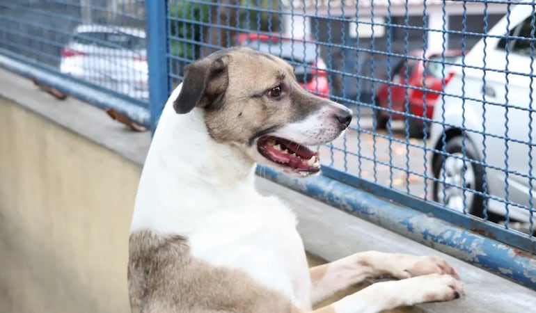 Animais podem passar a ser reconhecidos como seres com sentimentos