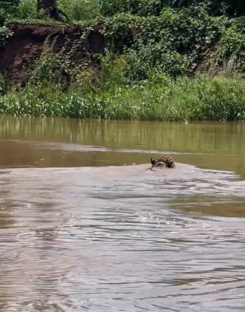 Uma onça-pintada protagonizou mais uma cena de espetáculo da natureza.