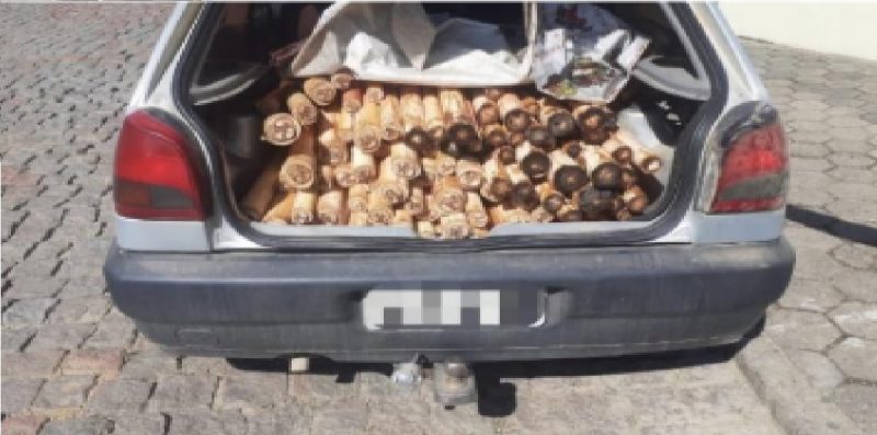Mais de 200 cabeças do vegetal foram encontradas pela Polícia Militar durante uma operação em Rodeio, no Vale do Itajaí 