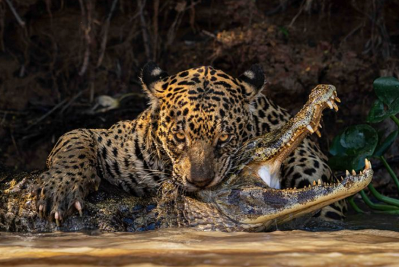 Ian Ford leva o prêmio do concurso Sony World Photography Awards 2024 com uma foto de uma onça atacando um jacaré no Pantanal 