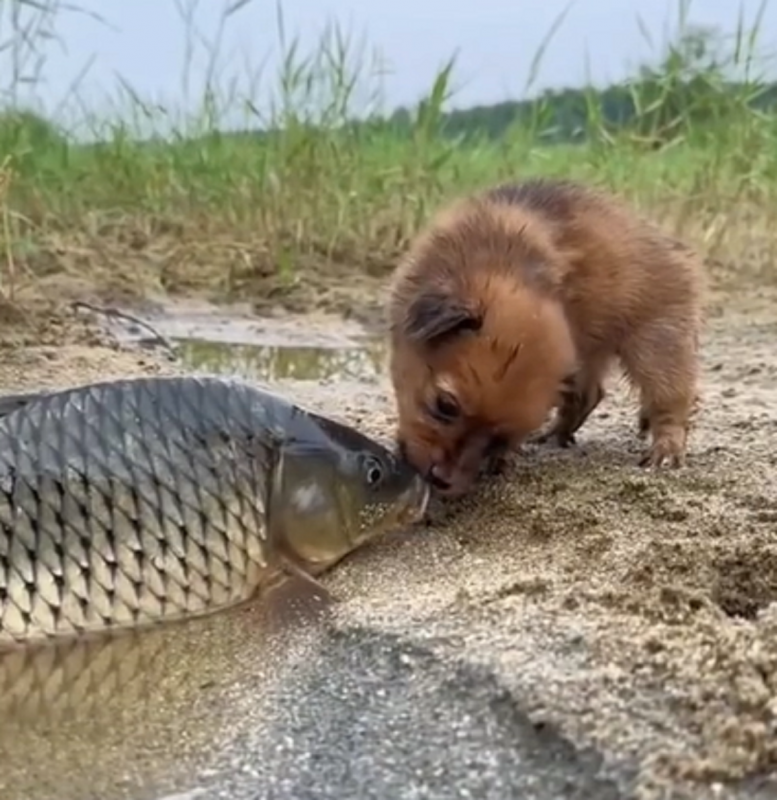 O vídeo já conta com mais de um milhão de curtidas - Foto: Animais de Milhões/Reprodução/ND