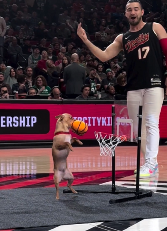 Cachorro basqueteiro arrasta multidões de fãs - Foto: Trail Blazers/Reprodução/ND