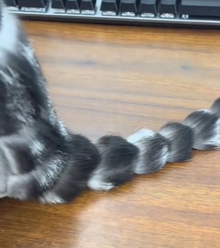 Entre diversos vídeos de pet, o felino com uma tosa curiosa esta se tronando viral com mais de um milhão de visualizações 