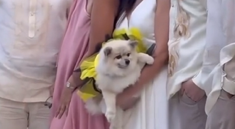 'Visionária': noiva usa cachorro como buquê na entrada do próprio casamento 