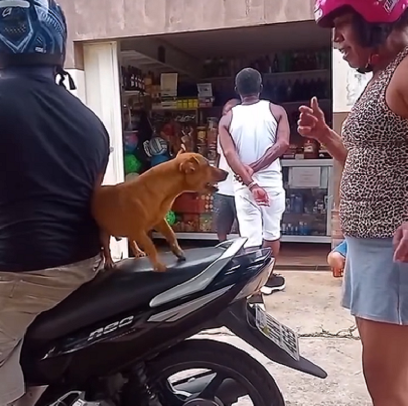 Cachorro tem "discussão" quente com tutora - Foto: Amo Animais/Reprodução/ND