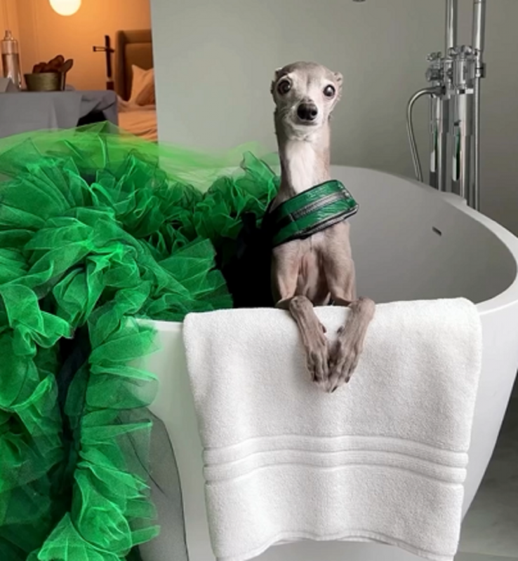 Tika The Iggy, uma cachorra que é ícone da moda tem viralizado nas redes sociais - Foto: Tika The Iggy/Reprodução/ND