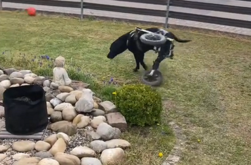 Cachorro que usa cadeira de rodas faz "drift" radicais - Foto: Peludinho Cine/Reprodução/ND