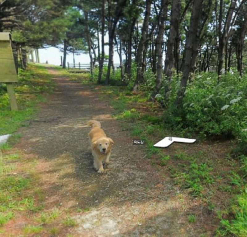 Golden Retriver é guia de um fotógrafo na Coreia do Sul - Foto: Google Street View/Reprodução/ND