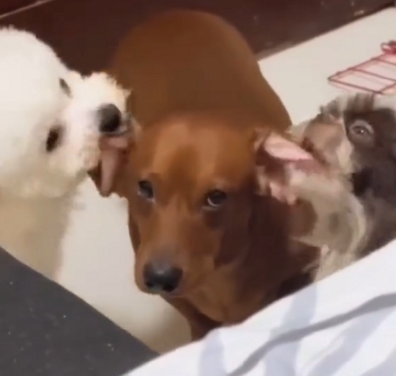 Cachorro sofre de insatisfação ao ter novos amigos - Foto: Peludinho Cine/Reprodução/ND