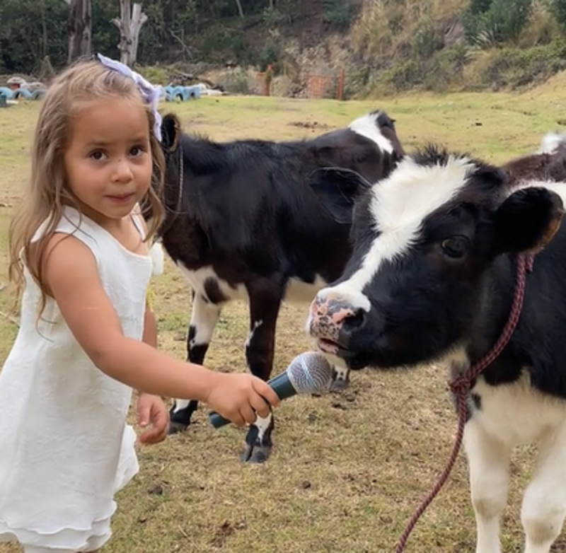 Vaca é entrevistada por garota e o inesperado acontece - Foto: ViralHog/Reprodução/ND