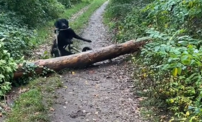 Vídeo já conta com mais de 40 mil curtidas - Foto: Peludinho Cine/Reprodução/ND