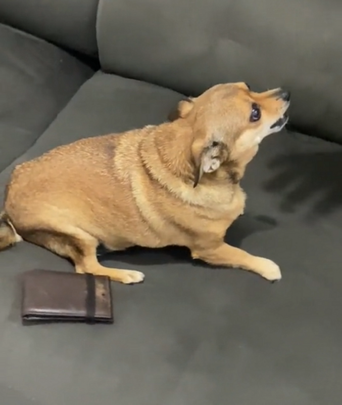 Vídeo já conta com mais de um milhão de visualizações - Foto: Gabriela Francisco/Reprodução/ND