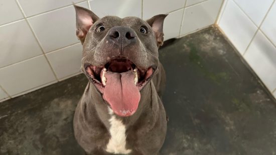 Cães da raça pitbull, como a amorosa Shera, precisam de um novo lar em Florianópolis