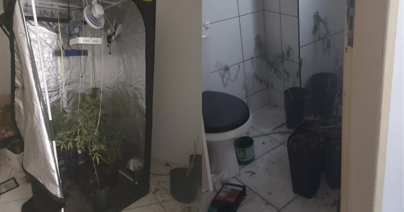 Bombeiros encontraram plantação de maconha durante desocupação de hotel que pegou fogo &#8211; Foto: CBMSC/Divulgação