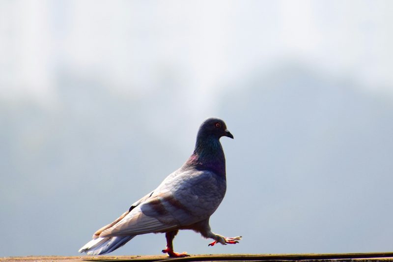 Pneumonia misteriosa poderia ser transmitida por pombos