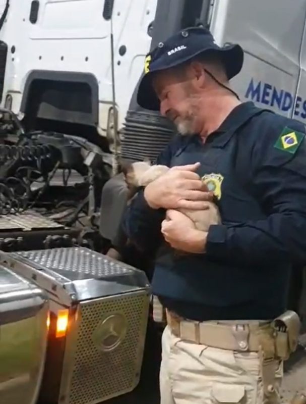 Gata encontrada embaixo de caminhão no colo de um policial rodoviário