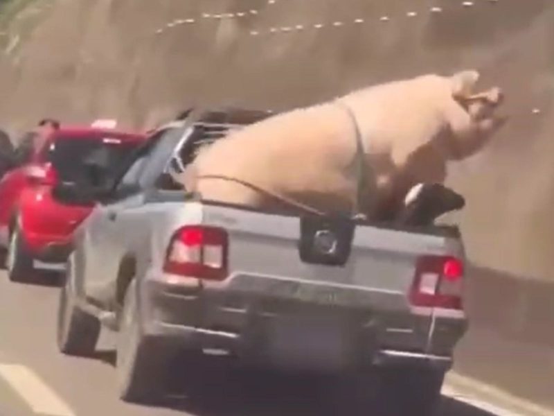 A cena do porco amarrado e colocado na traseira de uma caminhonete foi flagrada nesta quarta-feira (24) 