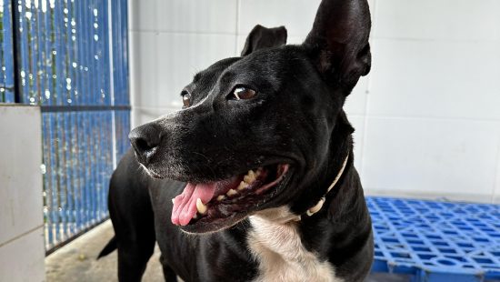 Cães da raça pitbull, como a amorosa Shera, precisam de um novo lar em Florianópolis