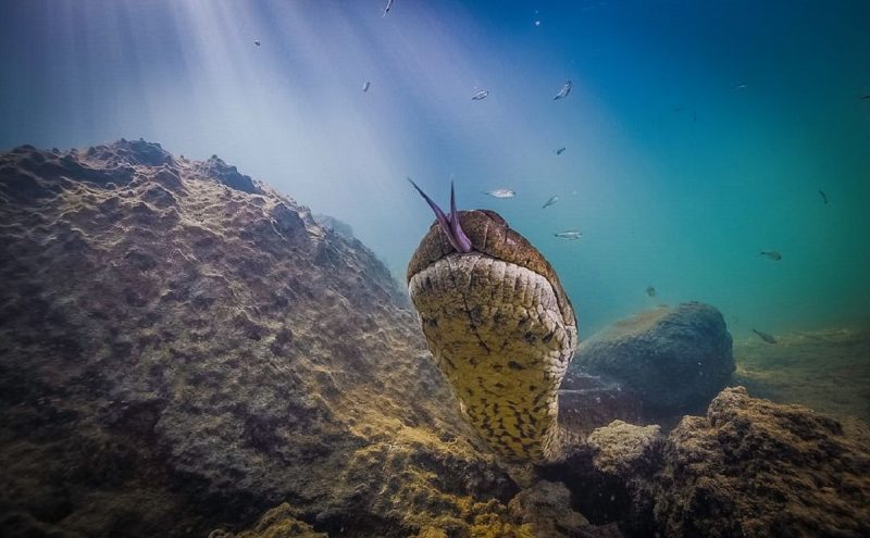 De acordo com a perícia local que investigou o caso, a cobra Ana Júlia morreu de causas naturais - Foto: Cristian Dimitrius/Reprodução/ND