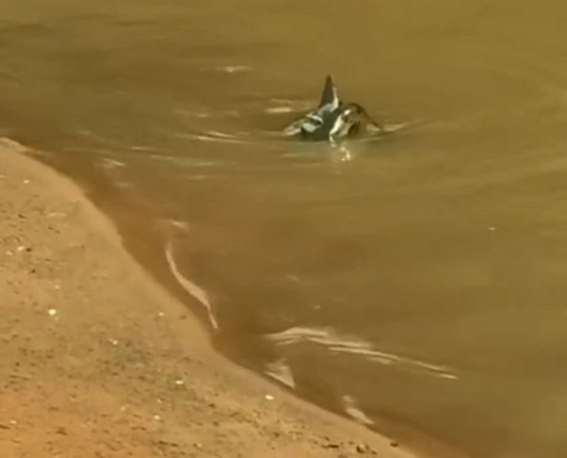 Vídeo repercutiu nas redes sociais e conta com mais de 30 mil curtidas - Foto: Rafaella Gonçalves/Reprodução/ND