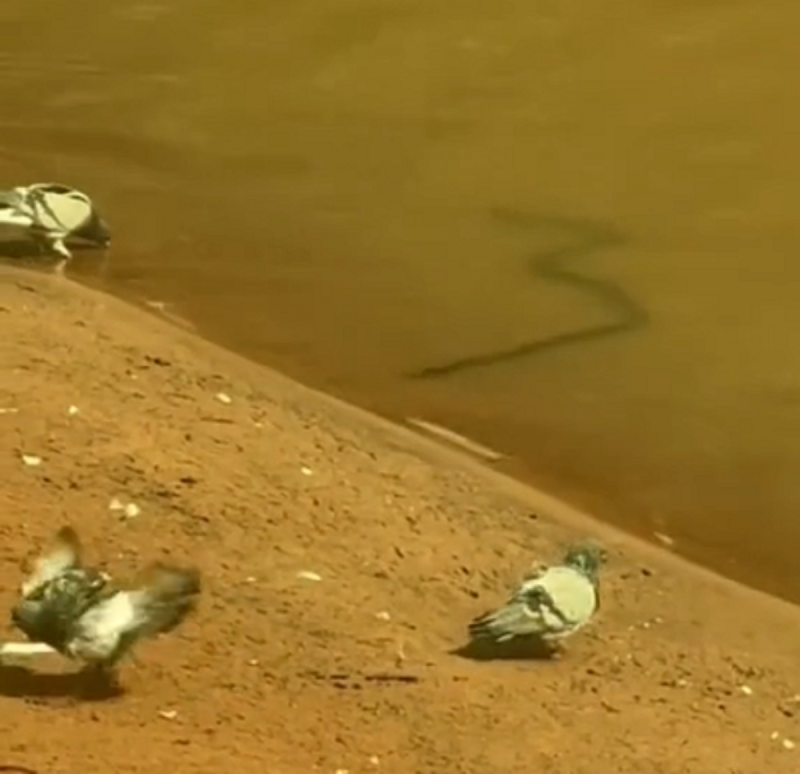 Sucuri devora dois pombos em poucos minutos - Foto: Rafaella Gonçalves/Reprodução/ND