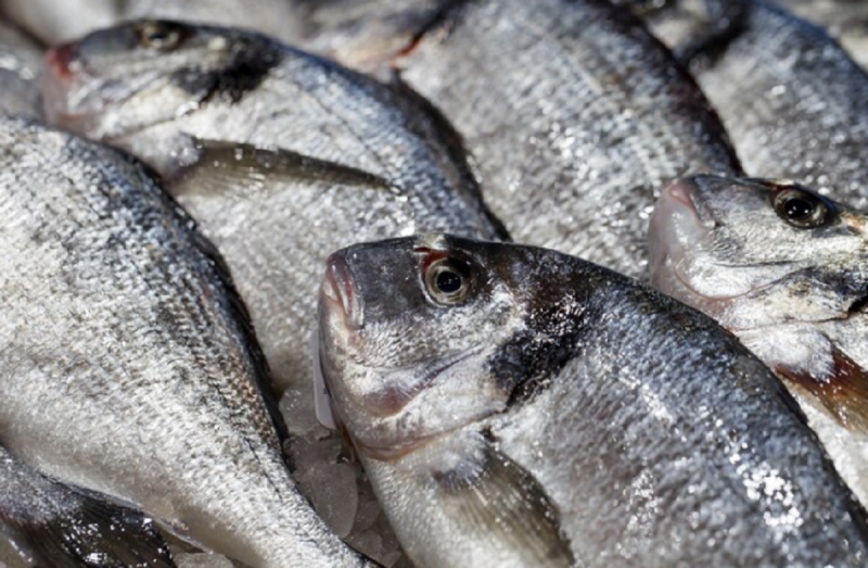 As exportações de peixes no primeiro trimestre de 2024 aumentaram no Brasil 