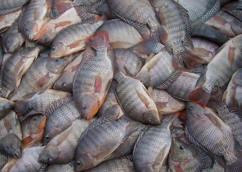 Exportações brasileiras de peixes batem recorde em 2024