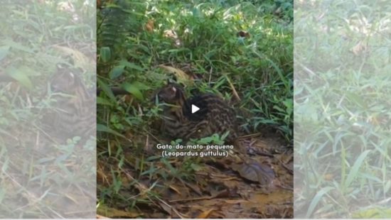 VÍDEO: Biólogo esconde câmera e consegue registros incríveis de animais selvagens em SC