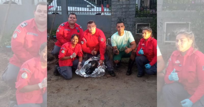 Bombeiros Voluntários de Barra do Sul resgataram o cachorro de uma tubulação do bairro Salinas