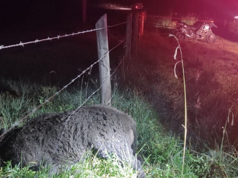 O javali morreu com o impacto da batida