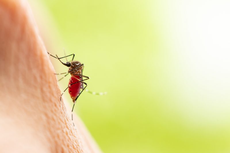 O mosquito aedes aegypti também tem capacidade de transmitir o vírus mayaro &#8211; Foto: Getty Images/ND