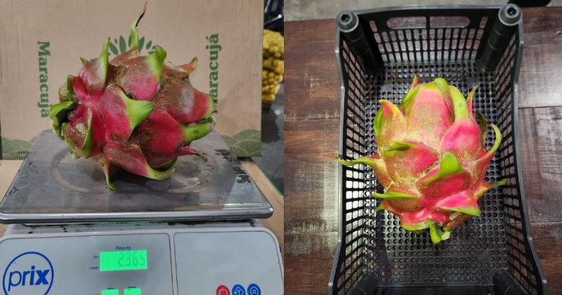 Fruta atingiu 2,365 quilos – Foto: Divulga&ccedil;&atilde;o/Cooperja/ND