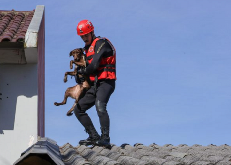 Bombeiro resgata animal das chuvas no RS